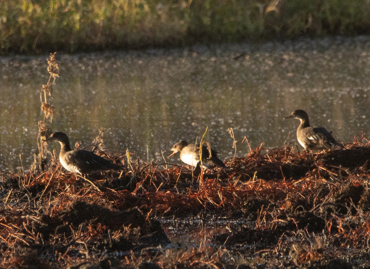 Hooded Merganser - ML593811631