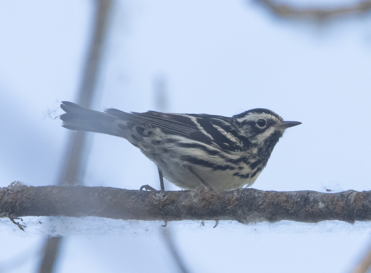 Black-and-white Warbler - ML593811771
