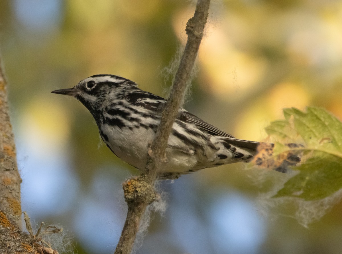 Black-and-white Warbler - ML593811781