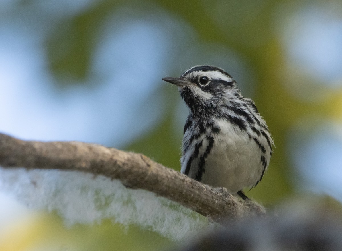 Black-and-white Warbler - ML593811791