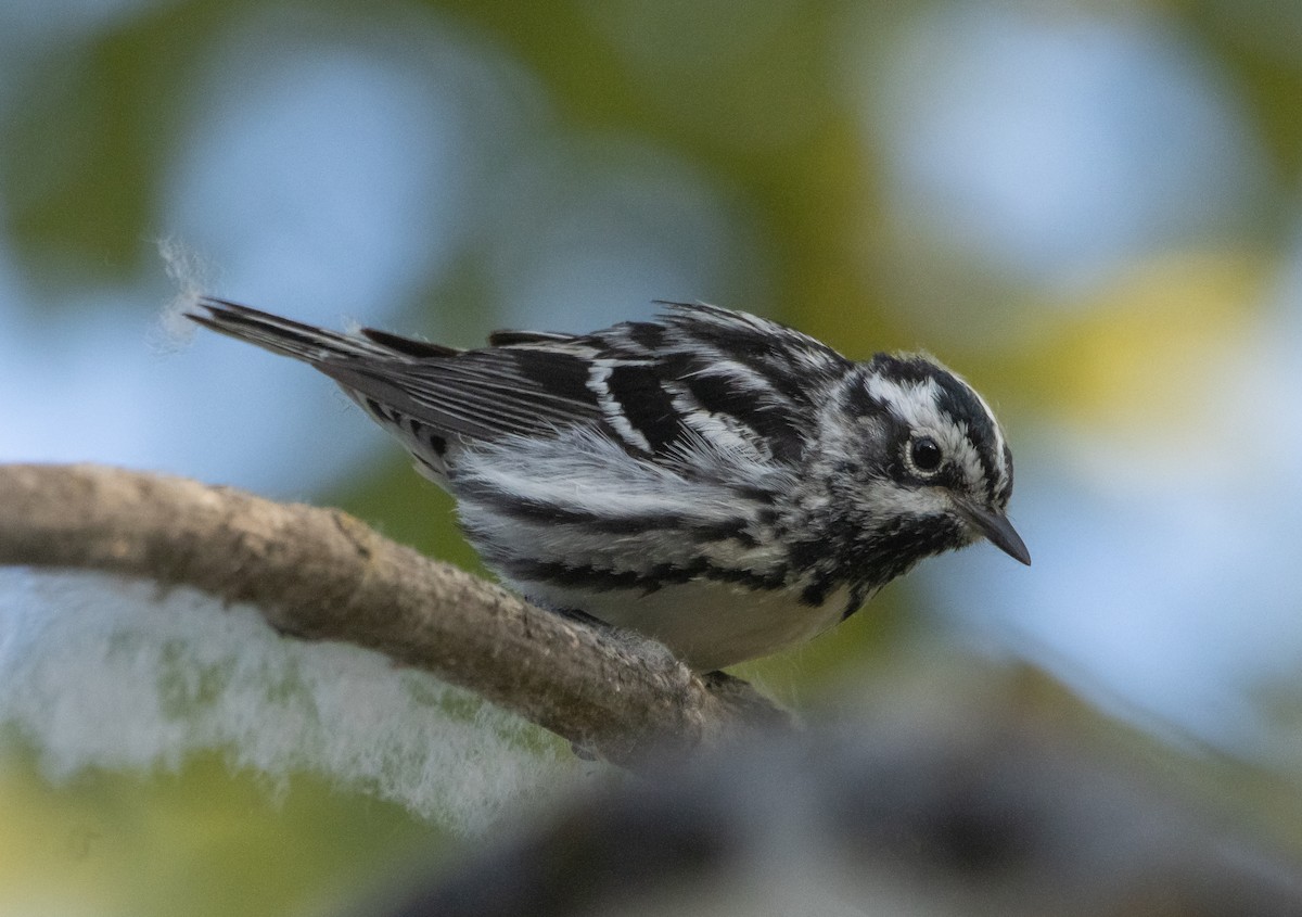 Black-and-white Warbler - ML593811801