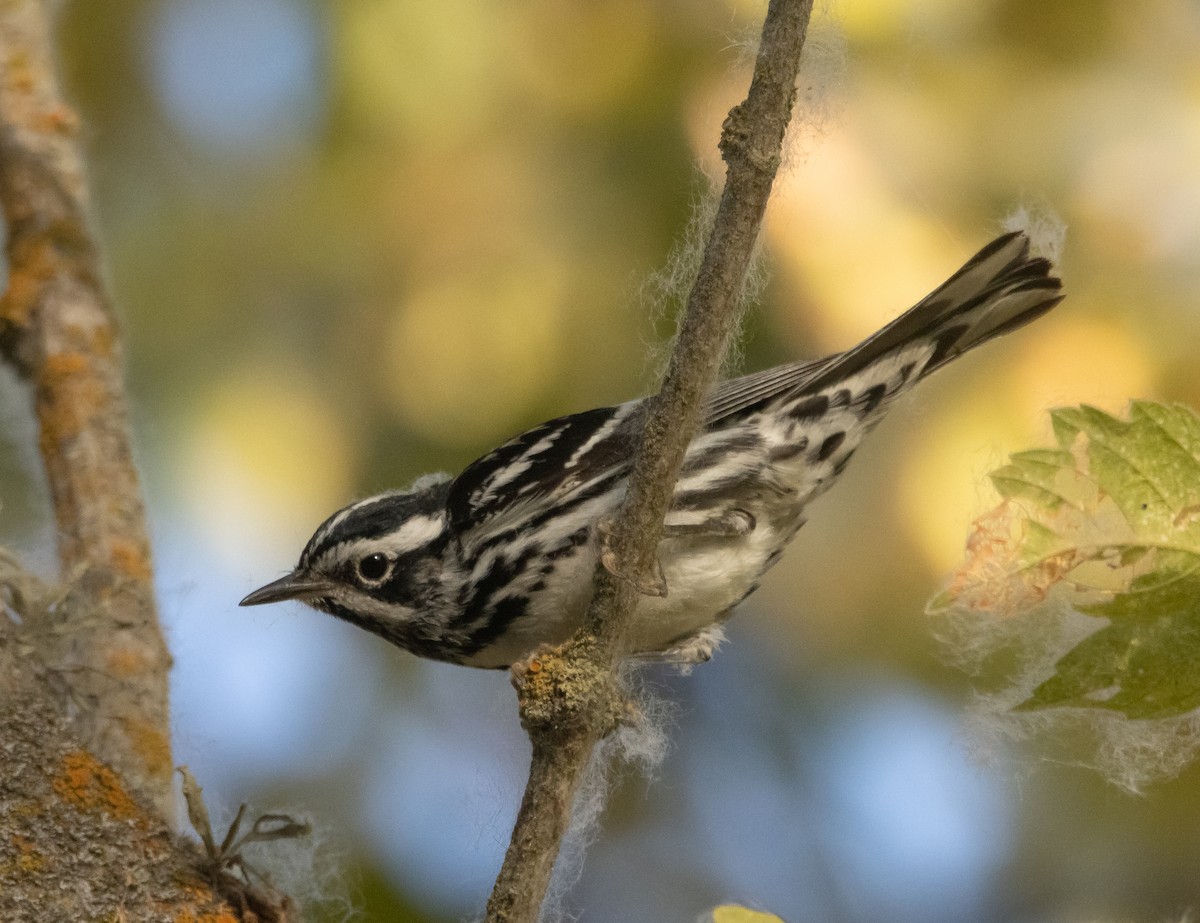 Black-and-white Warbler - ML593811811