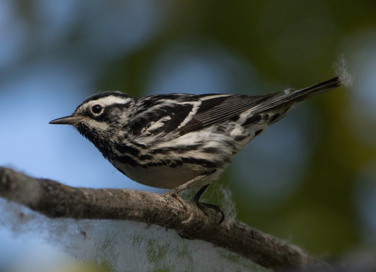 Black-and-white Warbler - ML593811821