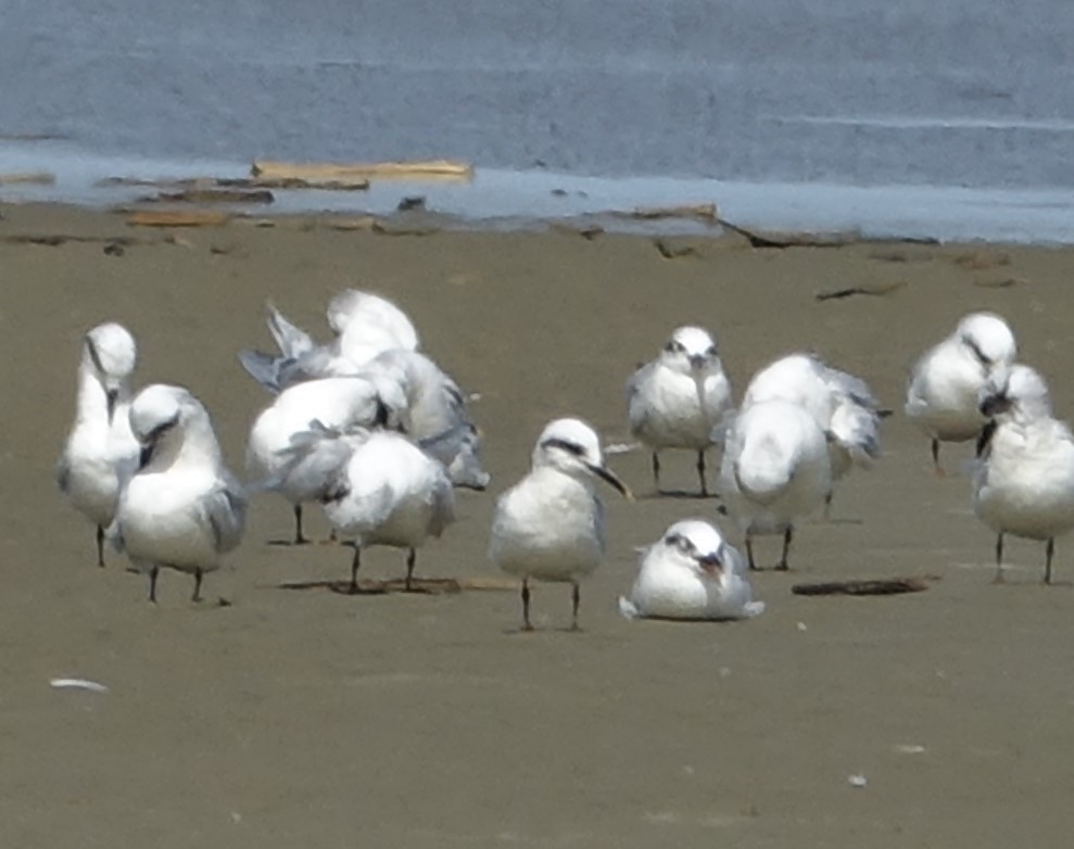 Snowy-crowned Tern - ML593811891