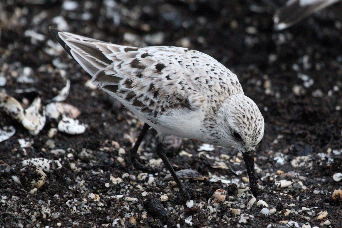 Sanderling - ML59381191