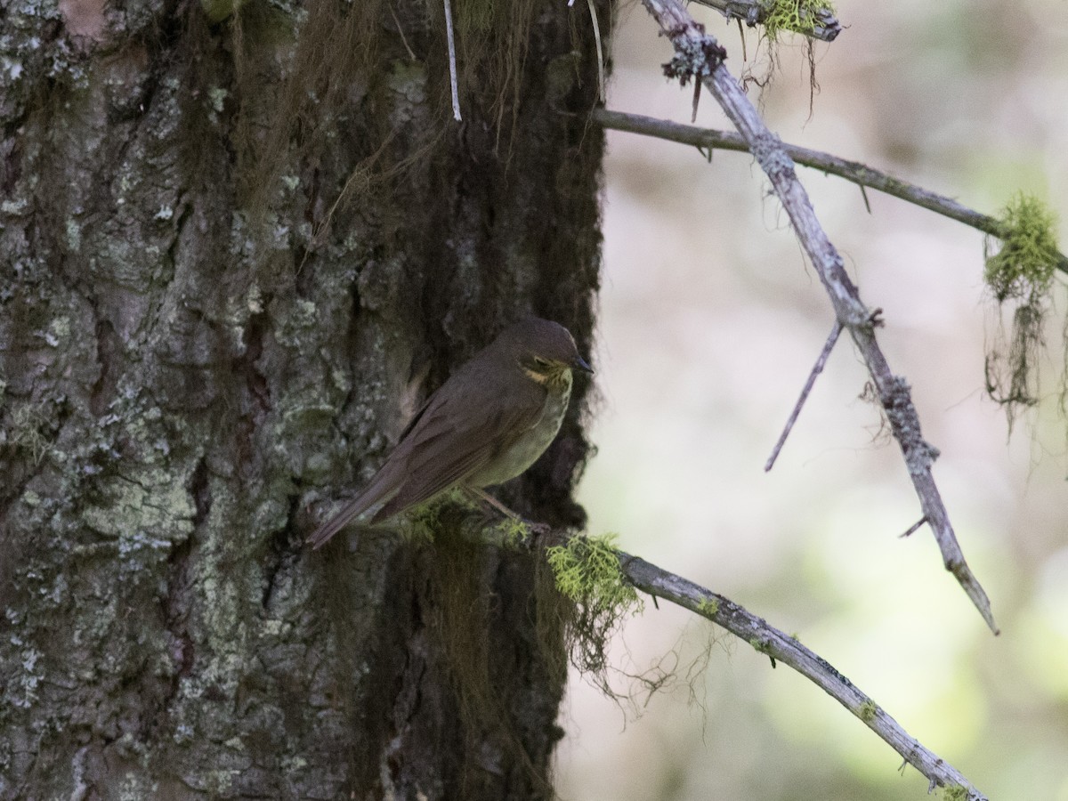 Swainson's Thrush (Olive-backed) - ML59381271