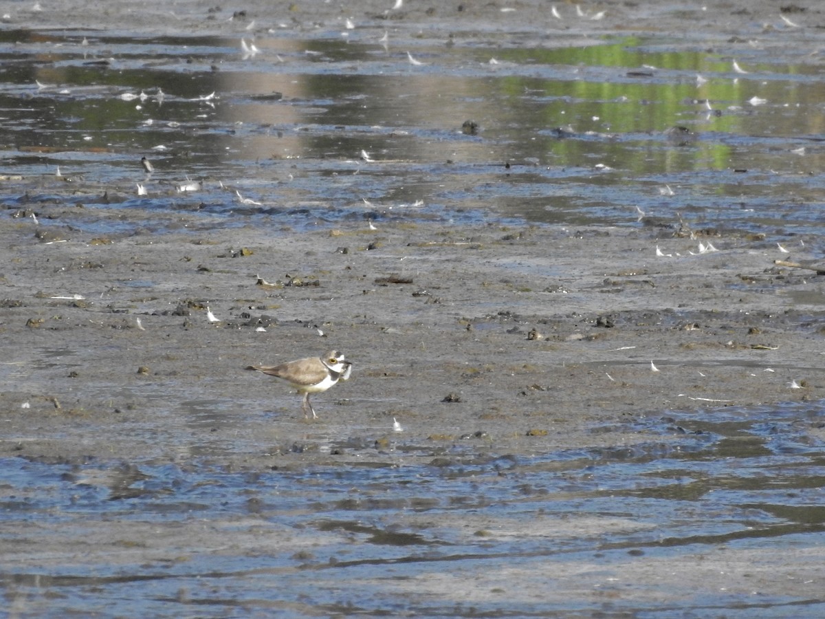 Little Ringed Plover - ML593812811