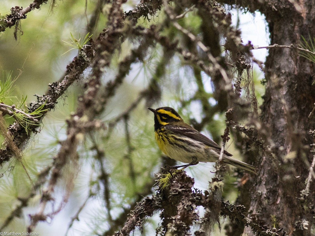 Townsend's Warbler - ML59381311