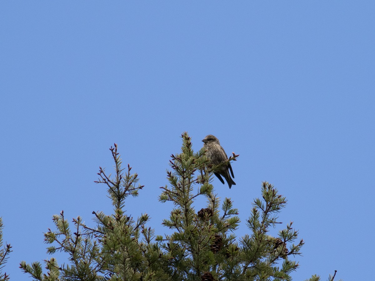 Red Crossbill (Ponderosa Pine or type 2) - ML59381431