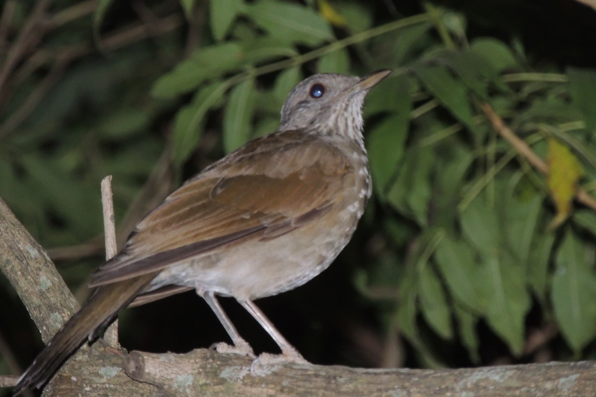 Pale-breasted Thrush - ML593814551