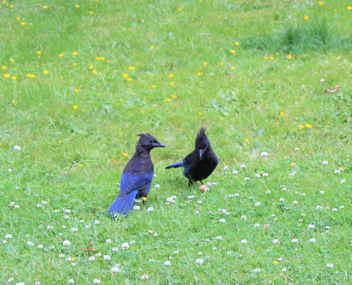 Steller's Jay - ML593814701