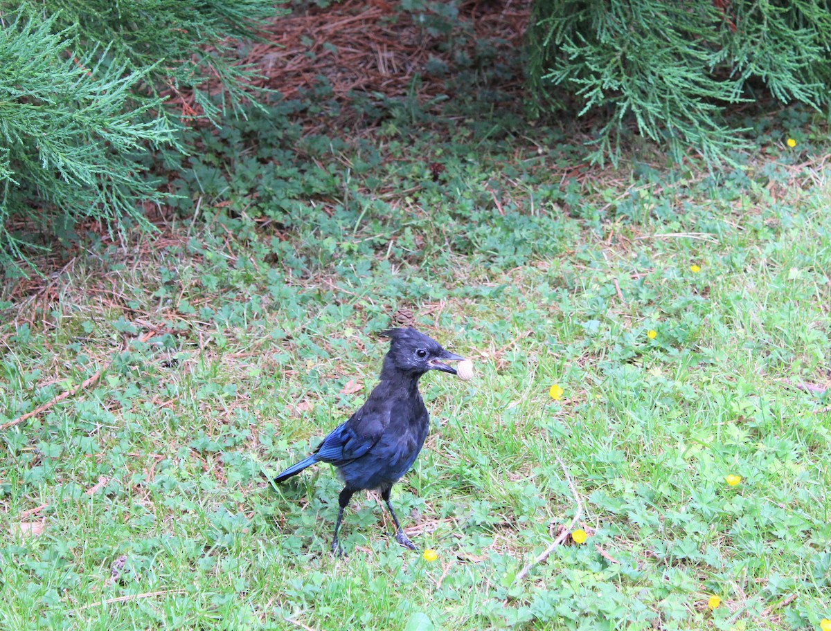 Steller's Jay - ML593815011