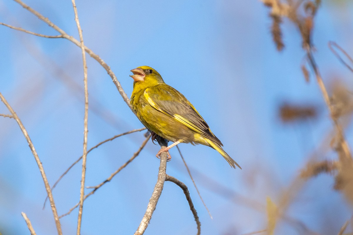 European Greenfinch - Kevin Fistanic