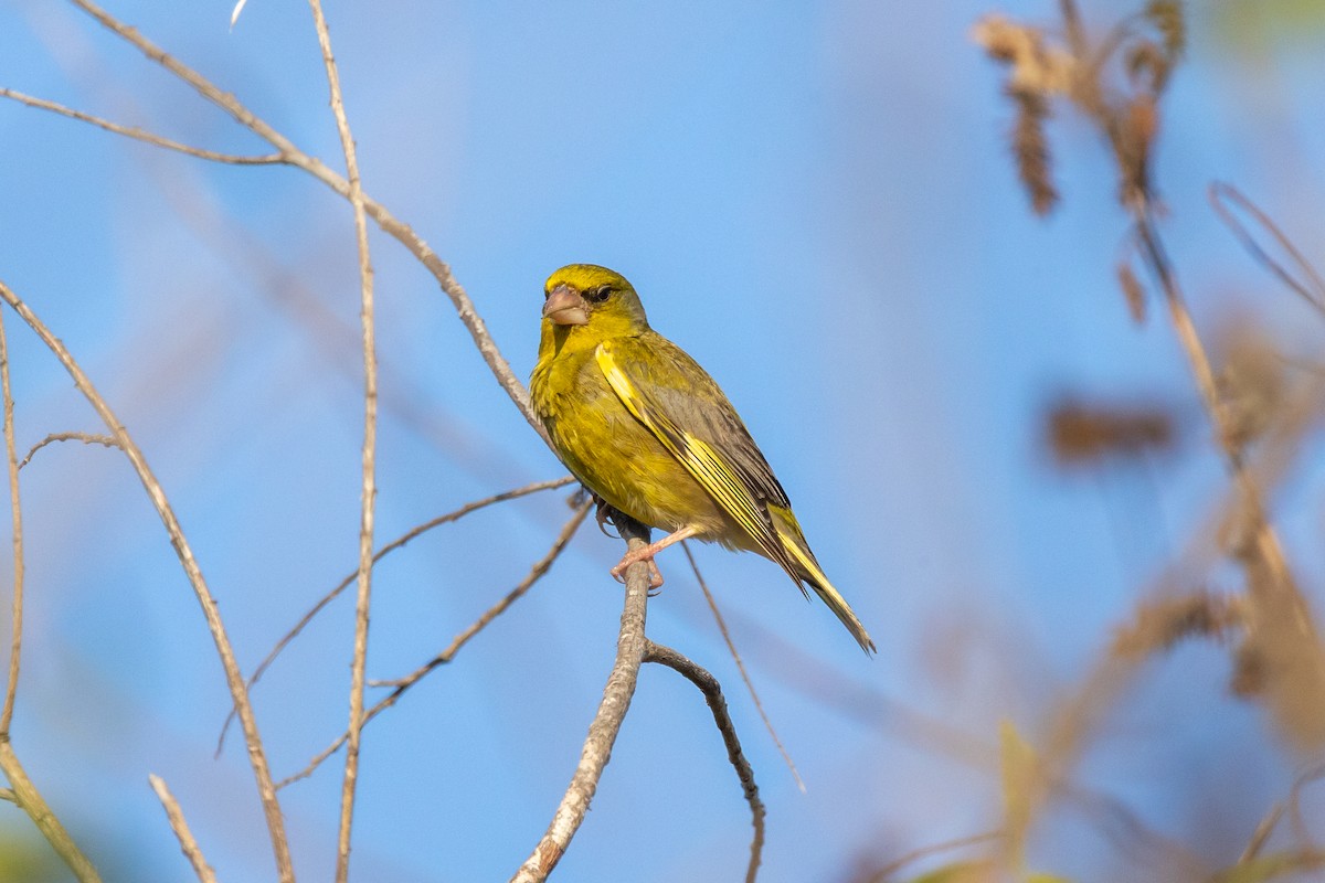 European Greenfinch - Kevin Fistanic