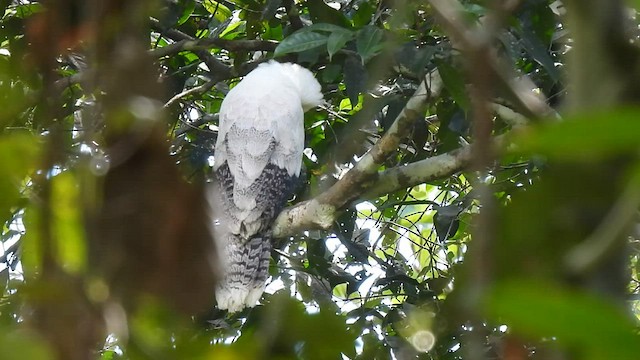 Crested Eagle - ML593816331