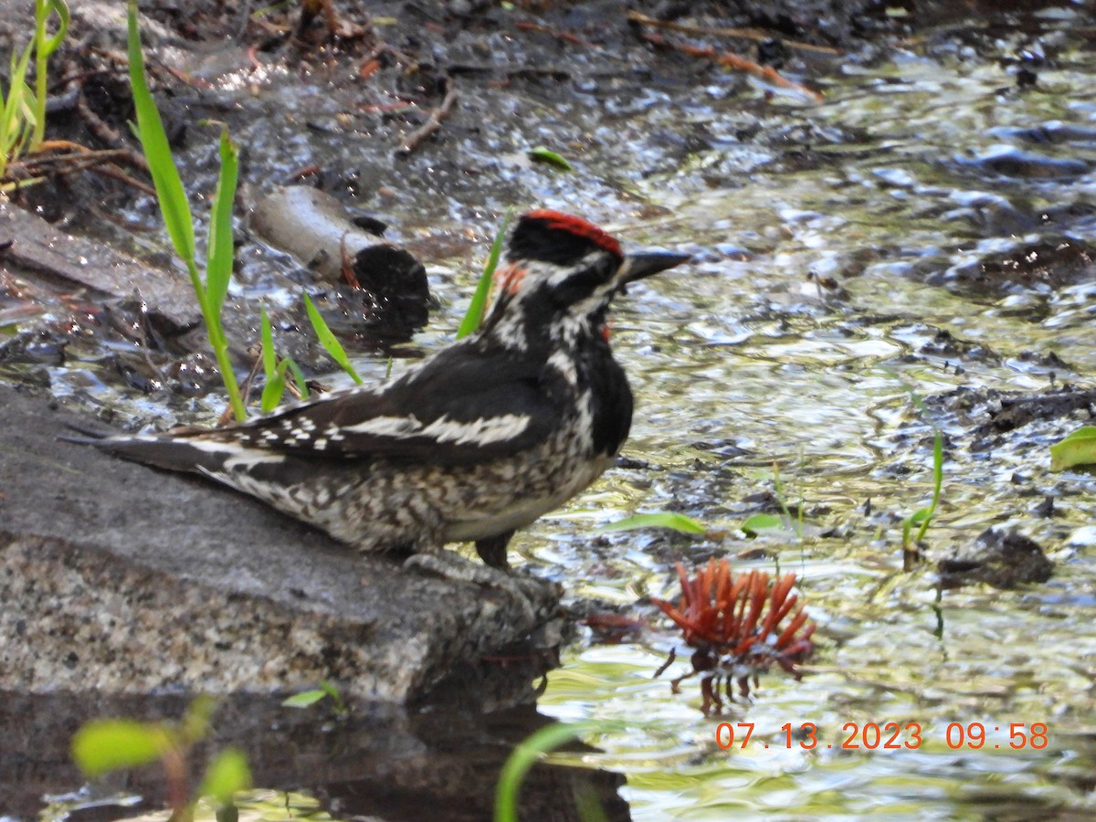 Red-naped Sapsucker - Corey Jensen