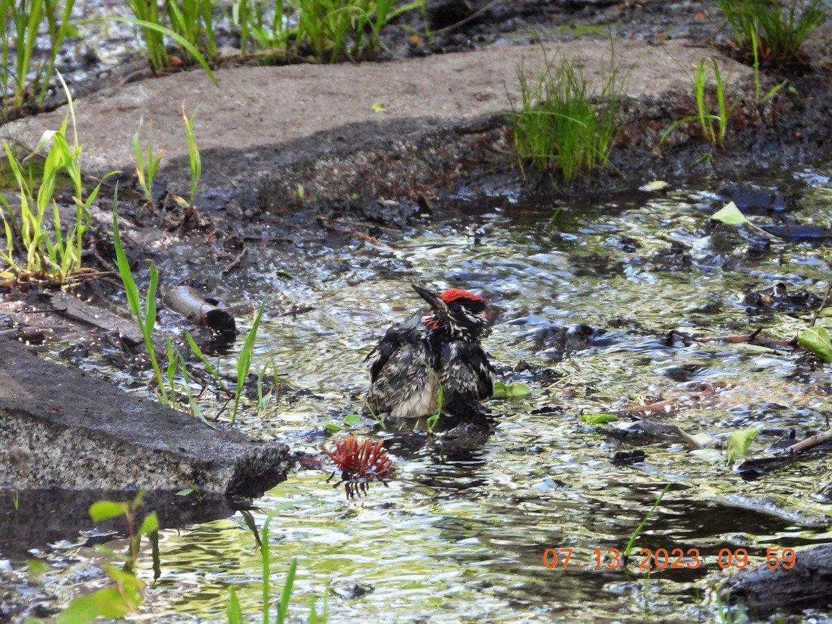 Red-naped Sapsucker - ML593816621