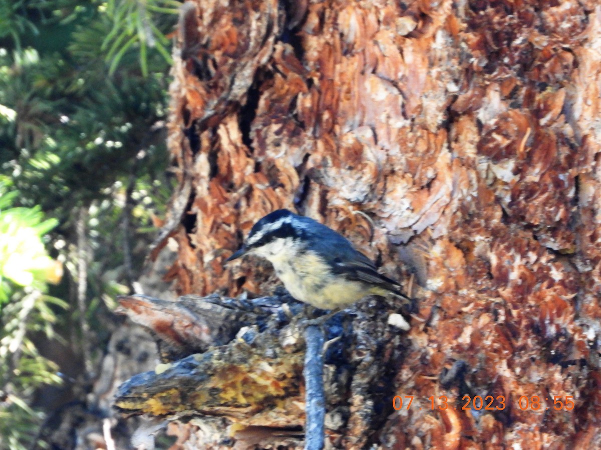 Red-breasted Nuthatch - ML593816831