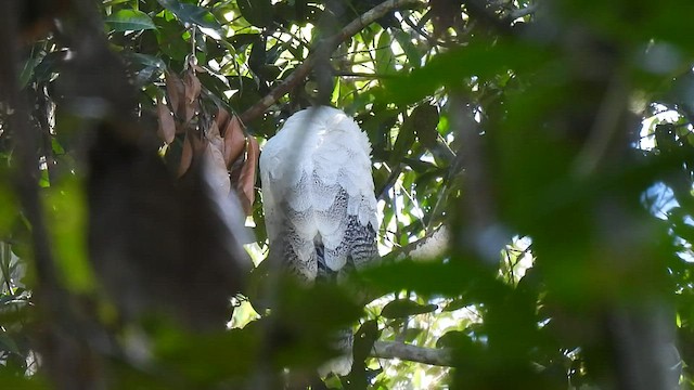 Crested Eagle - ML593817191