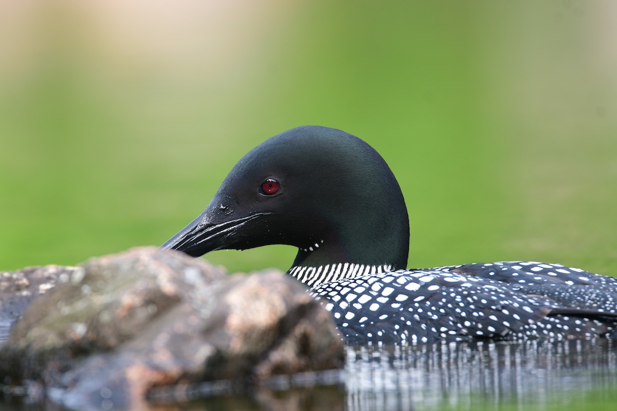 Common Loon - Chaiby Leiman