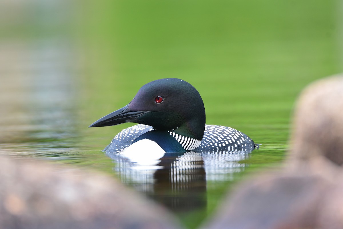 Common Loon - Chaiby Leiman