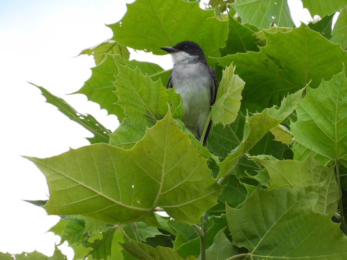 Eastern Kingbird - ML593818321