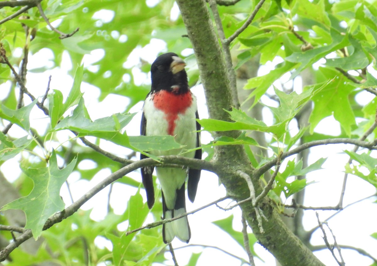 Rose-breasted Grosbeak - ML593818541