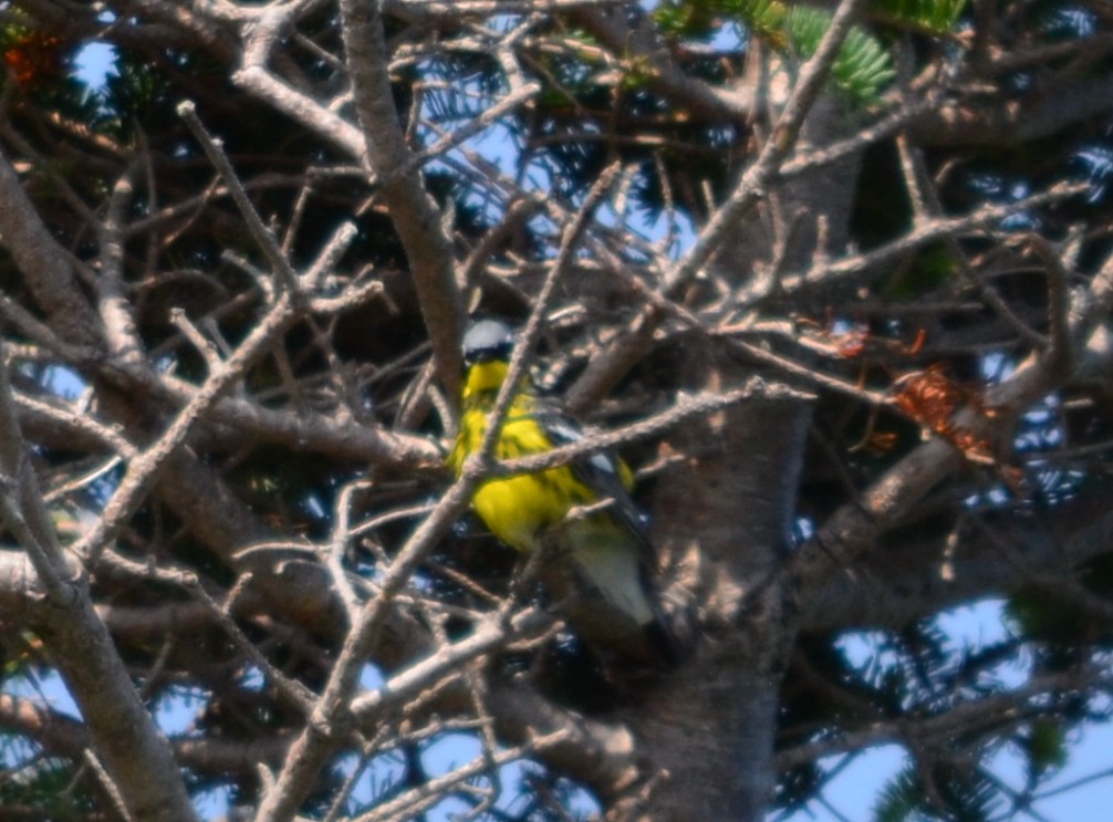 Magnolia Warbler - ML593818671