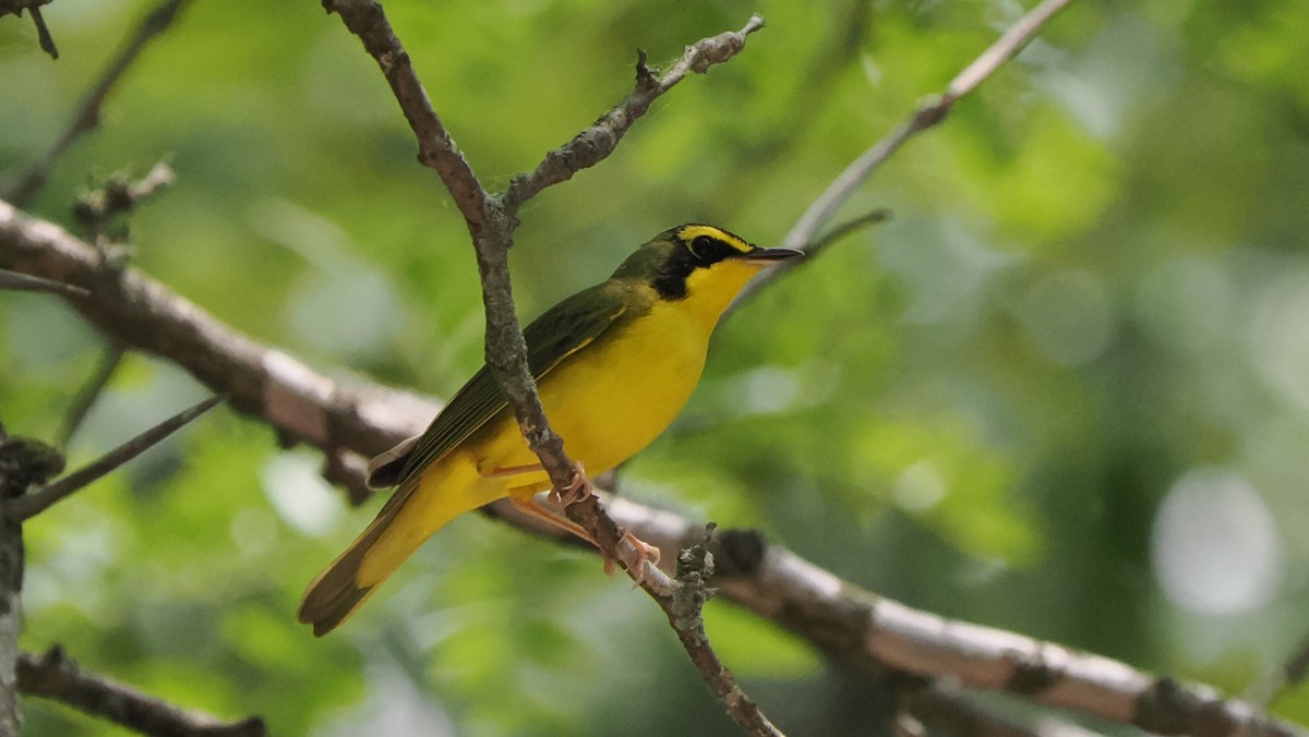 Kentucky Warbler - Mike Grant