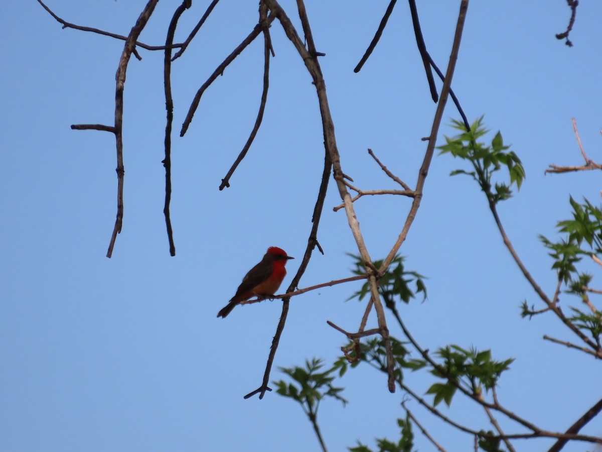 Vermilion Flycatcher - ML593819131