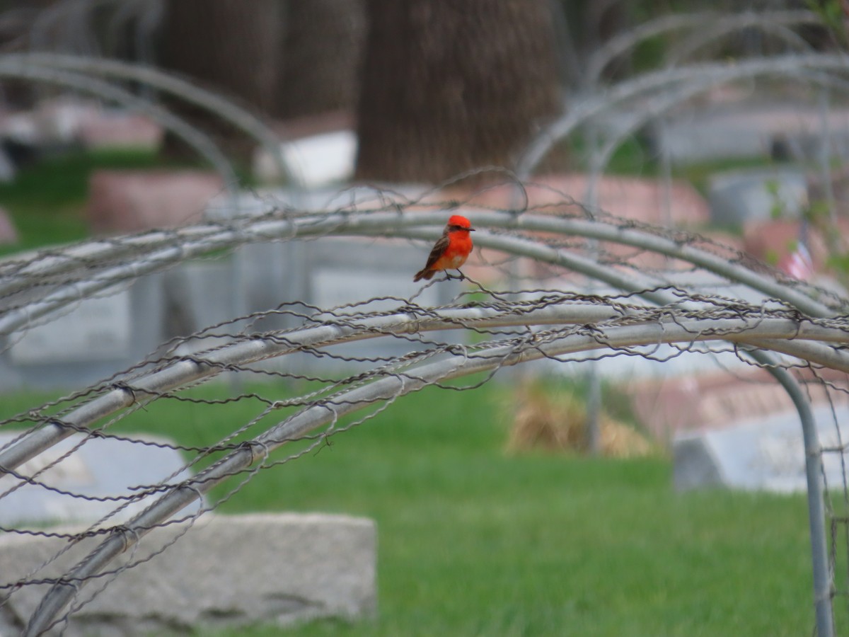 Vermilion Flycatcher - ML593819141