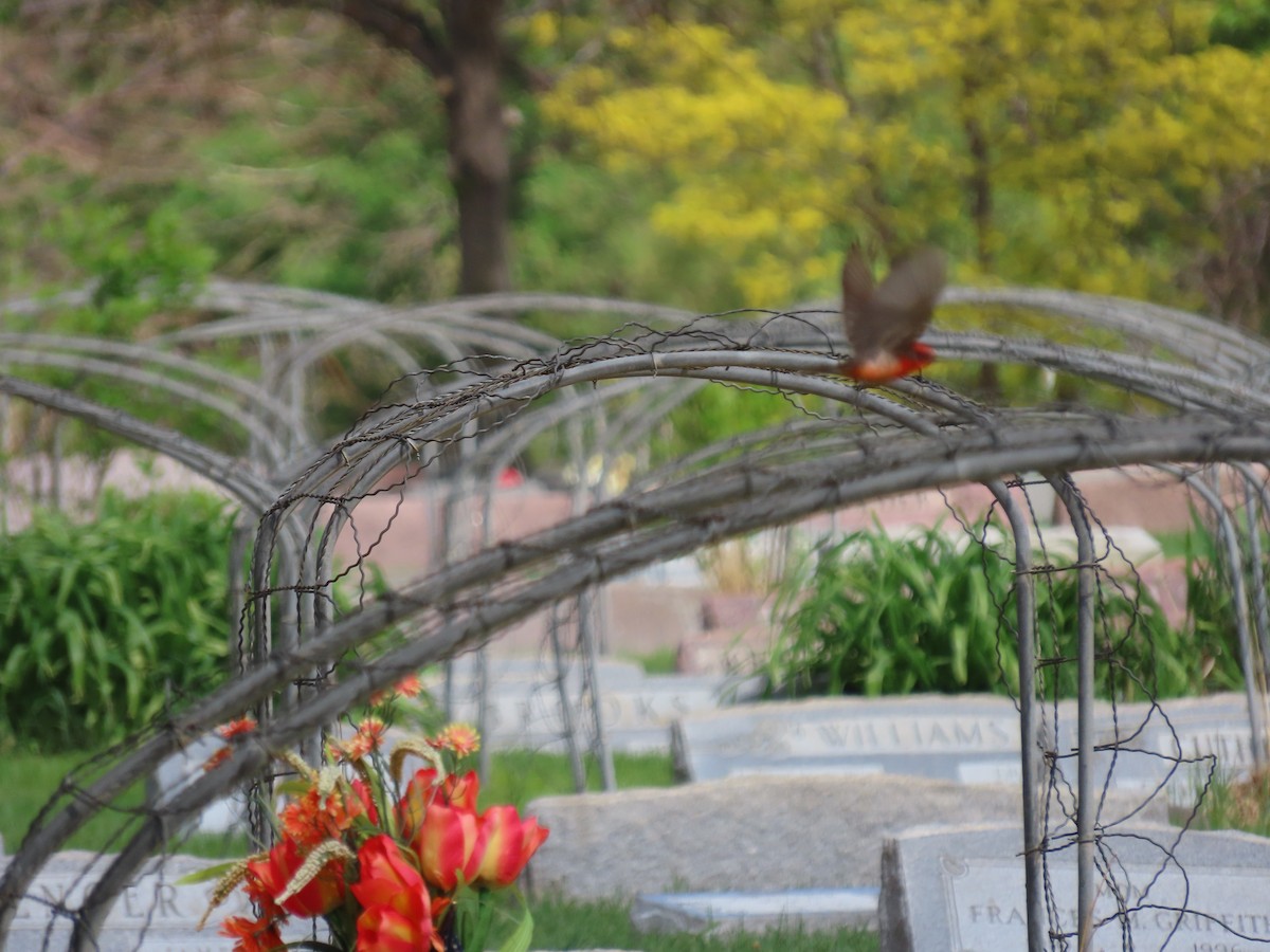 Vermilion Flycatcher - ML593819151