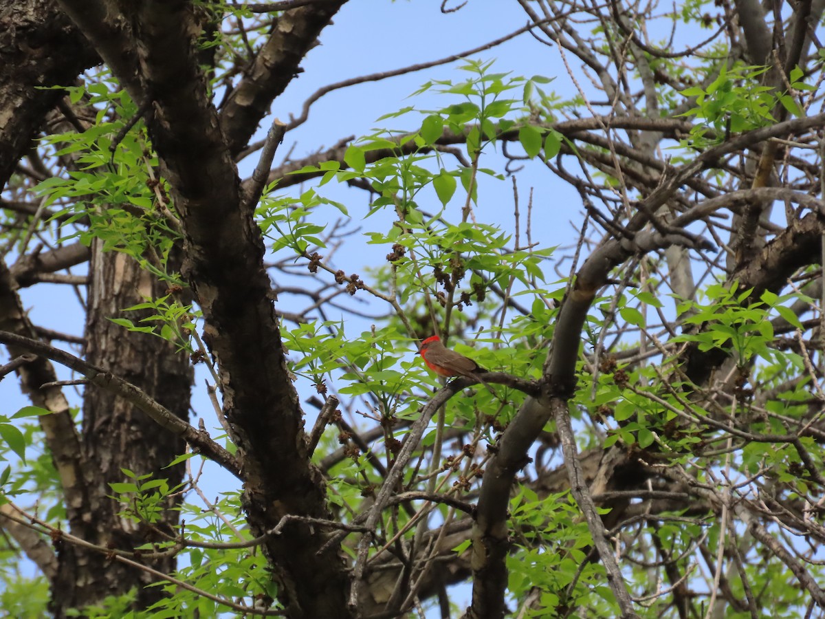 Vermilion Flycatcher - ML593819181
