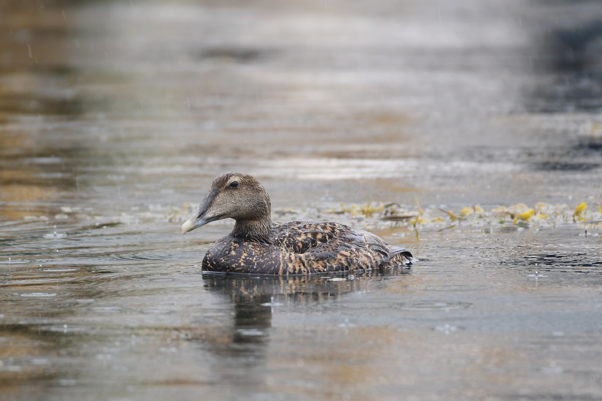 Common Eider - ML593820231