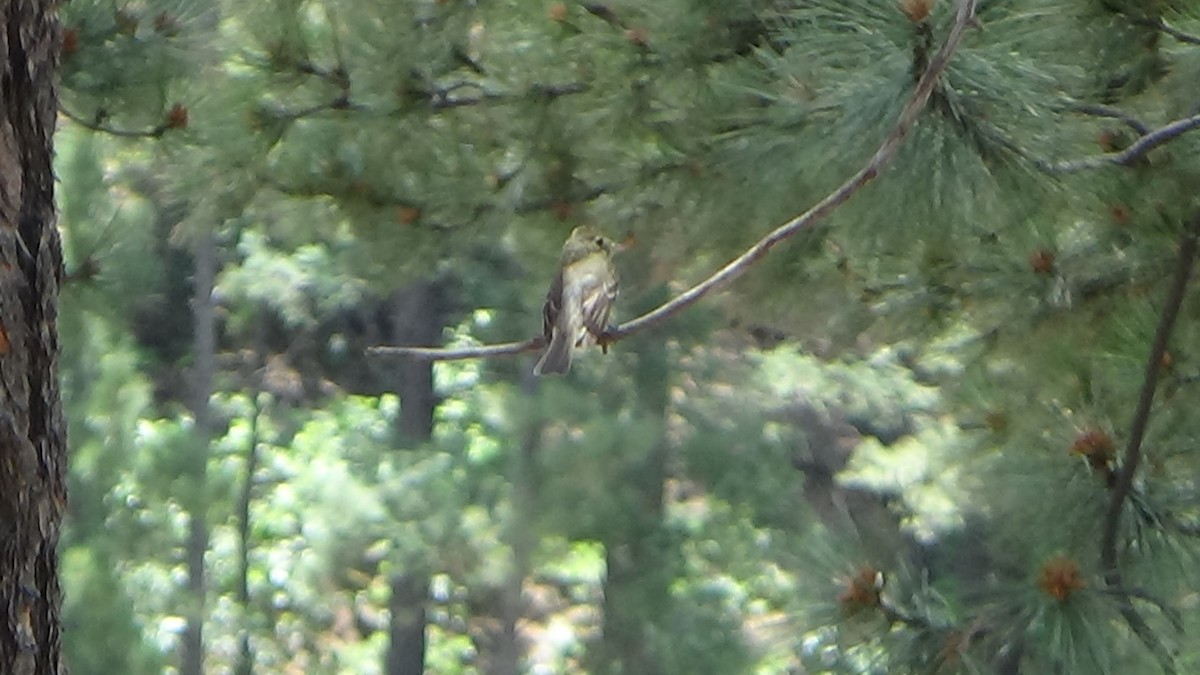 Western Flycatcher (Cordilleran) - ML593820571