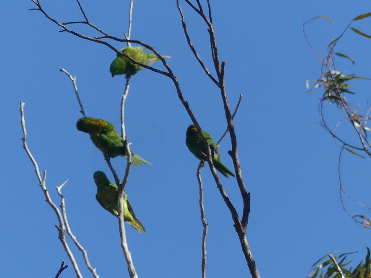 Scaly-breasted Lorikeet - ML593821131