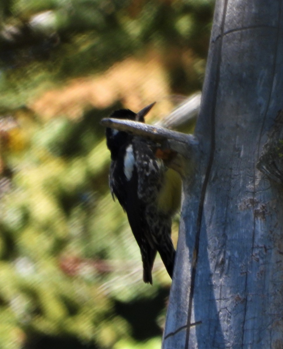 Williamson's Sapsucker - Lynne Craft