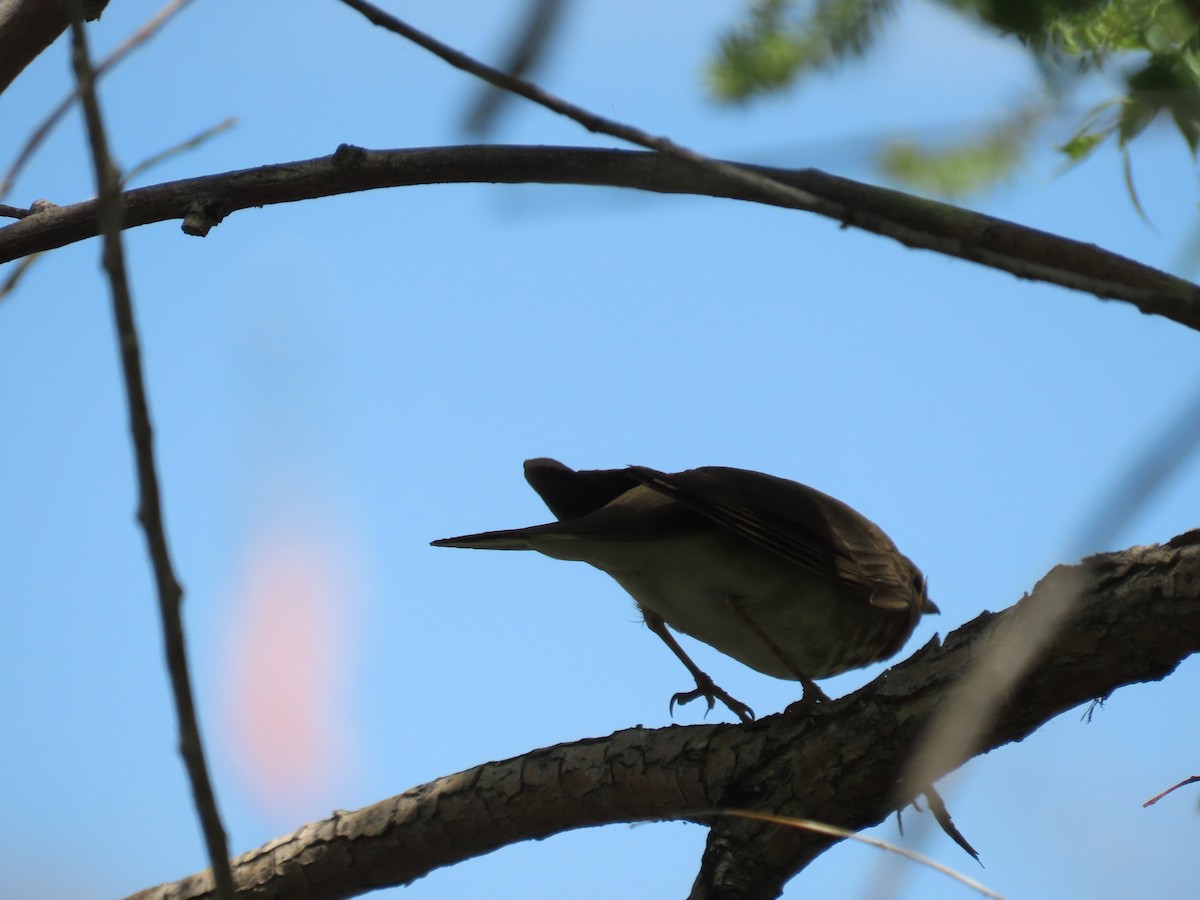 Swainson's Thrush - ML593822621