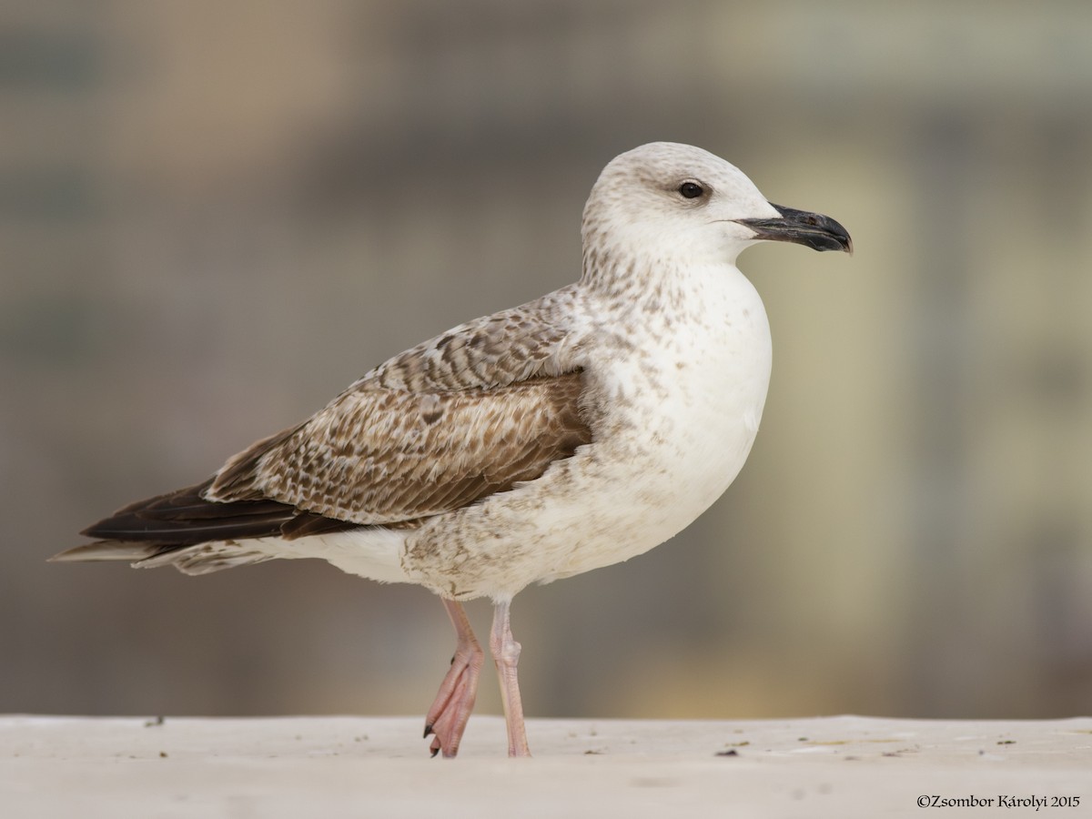 Yellow-legged Gull - Zsombor Károlyi