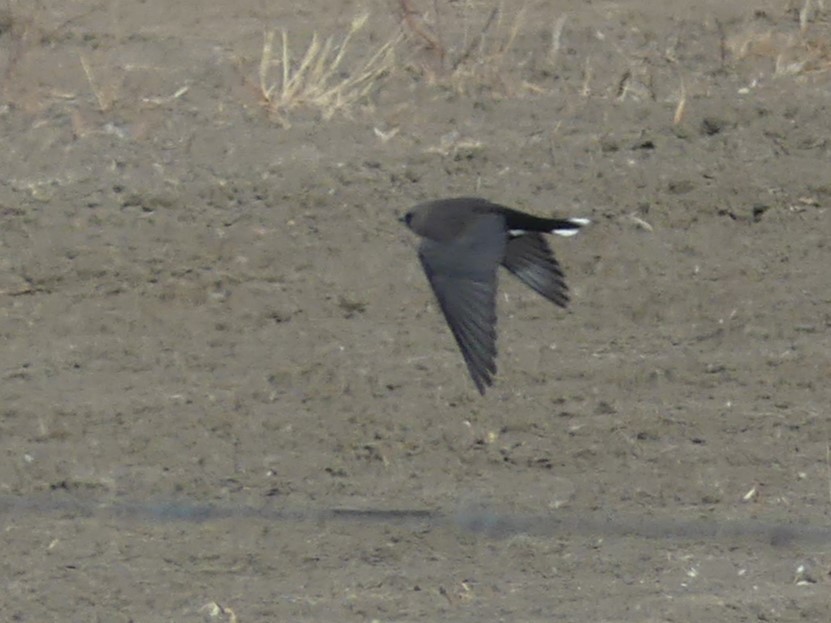 Black-faced Woodswallow - ML593824881