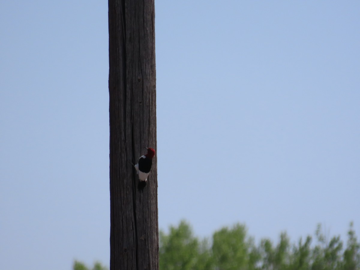Red-headed Woodpecker - ML593824981