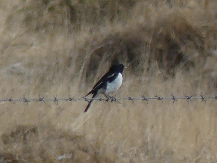 Hooded Robin - Andrew Sides