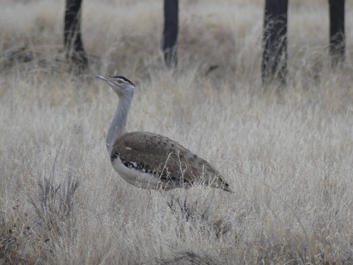 Australian Bustard - ML593825731