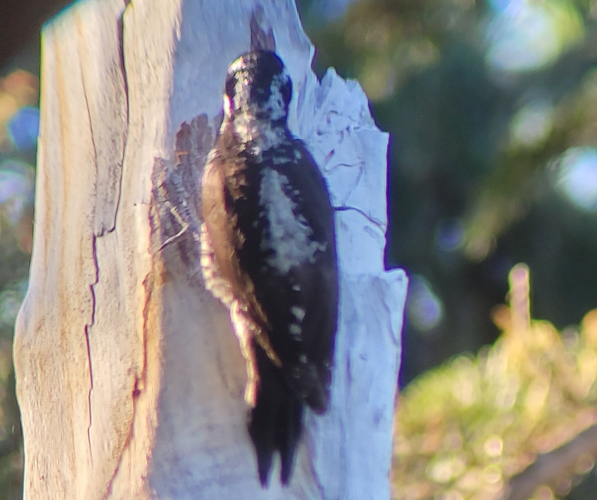 American Three-toed Woodpecker - Konshau Duman