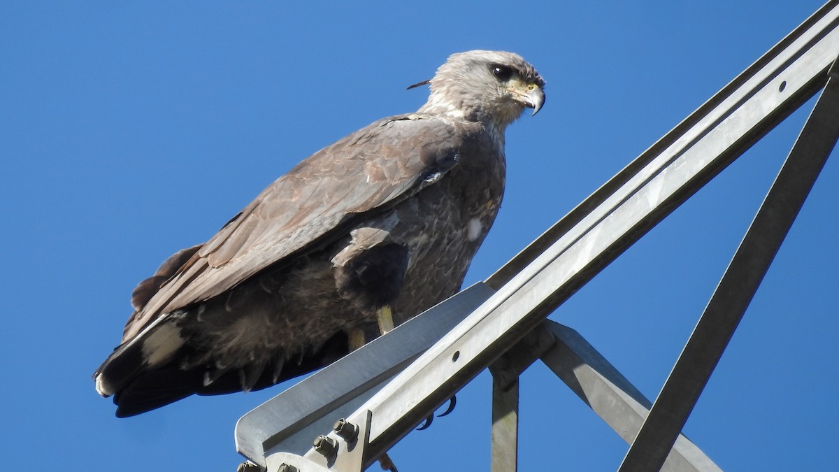 Chaco Eagle - Alessandro Rômulo Carneiro