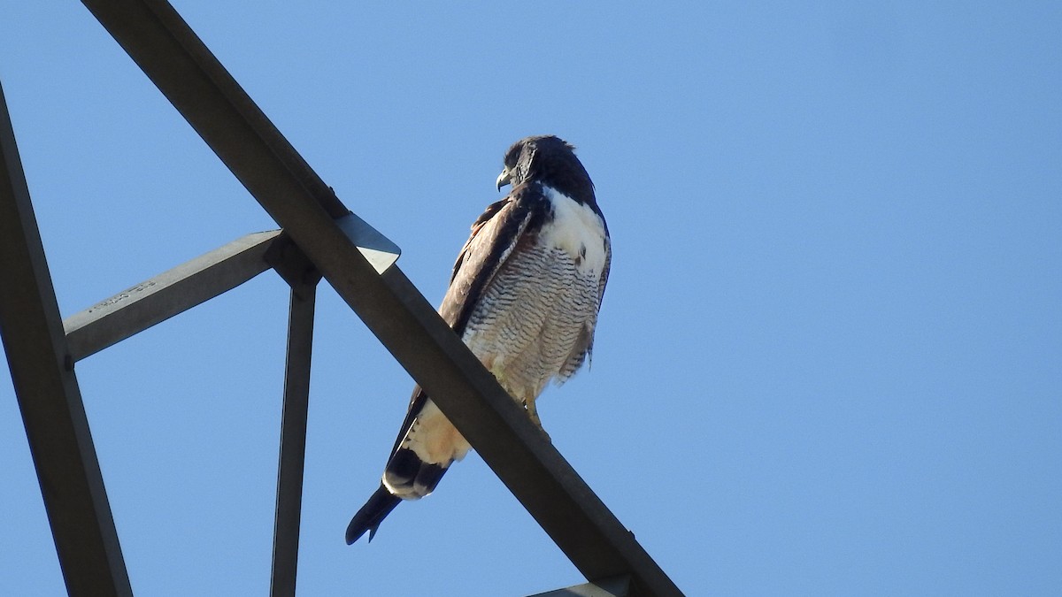 White-tailed Hawk - ML593827311