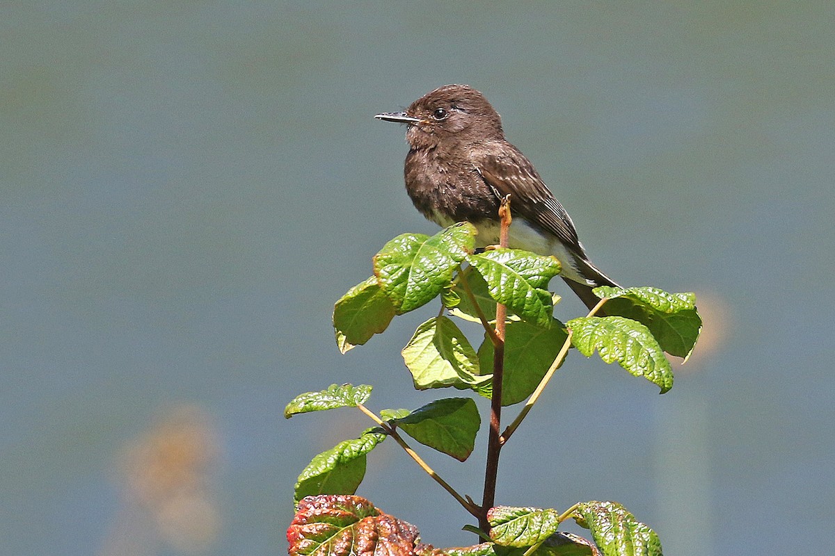 Black Phoebe - ML593831731