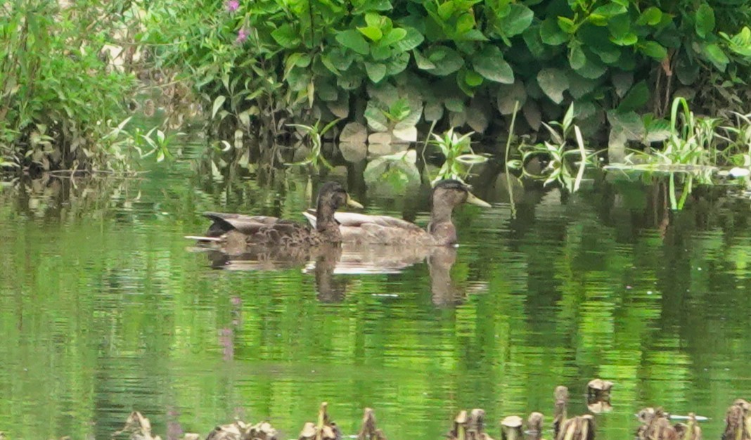 Mallard - michael simon