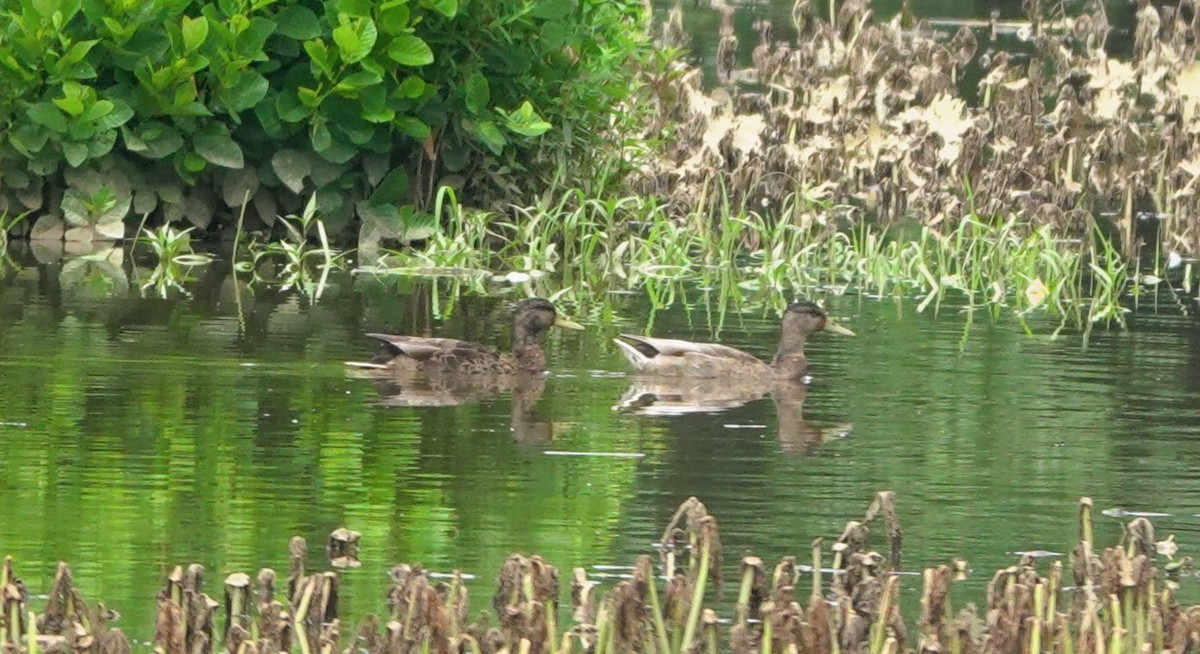 Canard colvert - ML593831861