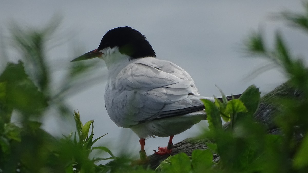 Roseate Tern - ML593832601